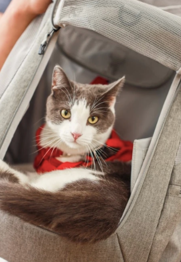 The Transpurrter Ultimate Calming Convertible Cat Carrier in Heather Grey / Your Cat Backpack