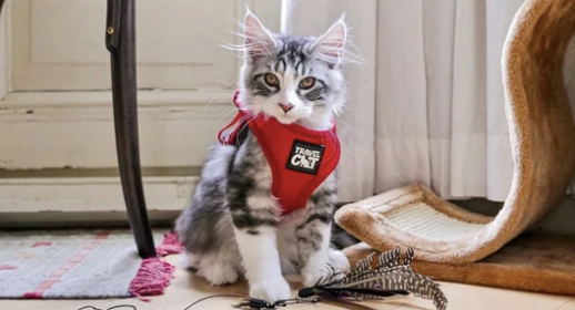 The True Adventurer Reflective Cat & Kitten Harness and Leash